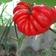 Томат Американский ребристый за 0,1 г