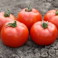 Томат Флорида F1 за 10 сем.