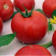 Томат Фоккер F1 за 10 сем.