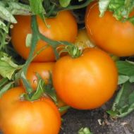 Томат Апельсин за 0,1 г