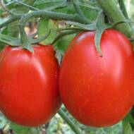 Томат Сахарная слива за 0,1 г