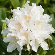 Саженец азалии Nene в контейнере