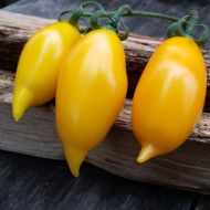 Томат Золотая канарейка за 25 сем.