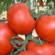 Томат Бизнес-леди за 0,1 г