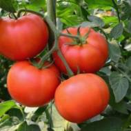 Томат Богатырь Маслова за 0,1 г