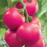 Томат Божественный за 0,2 г