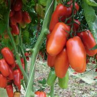 Томат Кибиц за 0,1 г