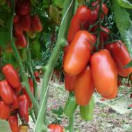 Томат Кибиц за 0,1 г