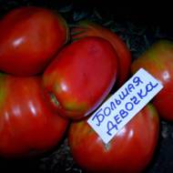 Томат Большая девочка за 0,1 г