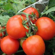 Томат Видимо-невидимо за 0,1 г