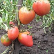 Томат Король Лондон за 0,1 г