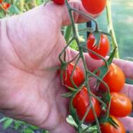 Томат Виноградный за 0,1 г