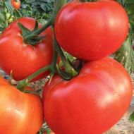Томат Король рынка за 0,15г