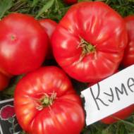 Томат Кума за 0,1 г