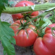 Томат Бычье сердце розовое за 0,1 г