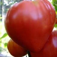 Томат Бычье сердце красное за 0,1 г