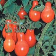 Томат Грушевидный черри красный за 0,1 г