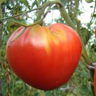 Томат Гулливер за 0,15 г