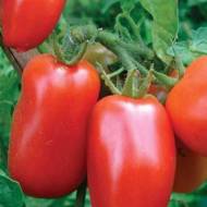 Томат Дамский угодник за 0,1 г