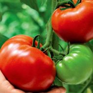 Томат Дворцовый за 0,1 г