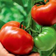 Томат Дворцовый за 0,1 г