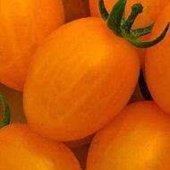 Томат Де барао оранжевый за 0,1 г