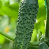 Огурец Аладин F1