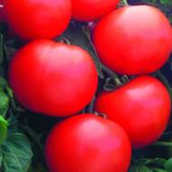 Томат Дебют F1 за 10 сем.