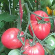 Томат Малиновый Ожаровский за 0,1 г