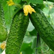 Огурец Апомиксис Коняева за 0,25 г