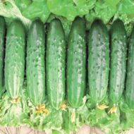 Огурец Апрельский за 0,25 г