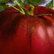Томат Мулатка за 0,1 г