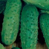 Огурец Атлантис за 10 сем.
