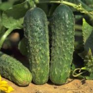 Огурец Аякс F1