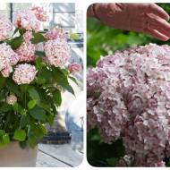 Саджанець Гортензія деревоподібна Candybelle Marshmallow в контейнері