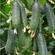 Огурец Барвина F1