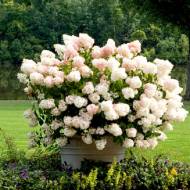 Саджанець Гортензія волотиста Bobo в контейнері