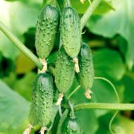 Огурец Веселая компания F1 за 10 сем.