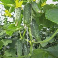 Огурец Евро Пик за 10 сем.