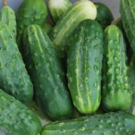 Огурец Дальневосточный