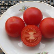 Томат Денис за 0,1 г