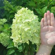 Саджанець Гортензія волотиста (метельчаста) Little Fraise в контейнері