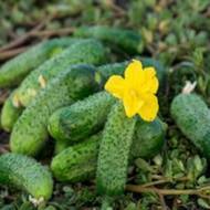 Огурец Джоэлина 10 сем.