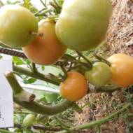 Томат Долгохранящийся за 0,1 г