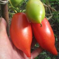 Томат Перцевидный красный за 0,1 г