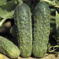 Огурец Джустина F1 за 10 сем.