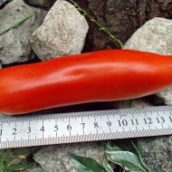 Томат Дядя Степа за 0,1 г