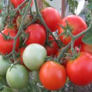 Томат Эфемер за 0,1 г