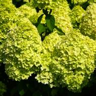 Саджанець Гортензія волотиста (метельчаста) Mohito в контейнері