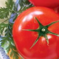 Томат Ренет за 0,1 г